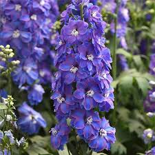 Attēlu rezultāti vaicājumam “Delphinium elatum”