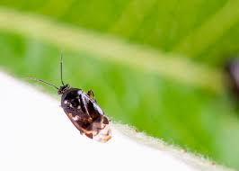 Attēlu rezultāti vaicājumam “Deraeocoris ruber imago”