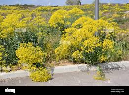 Attēlu rezultāti vaicājumam “Jacobaea vulgaris flower”