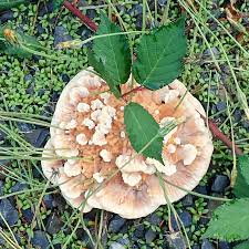 Attēlu rezultāti vaicājumam “Abortiporus biennis”