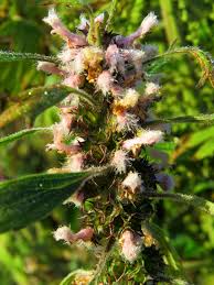 Attēlu rezultāti vaicājumam “Leonurus quinquelobatus”