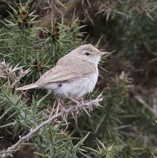 Image result for Hippolais caligata