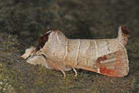 Attēlu rezultāti vaicājumam “Clostera pigra”