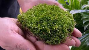 Attēlu rezultāti vaicājumam “moss”