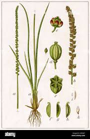 Attēlu rezultāti vaicājumam “Juncaginaceae”