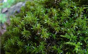 Attēlu rezultāti vaicājumam “Timmia megapolitana”