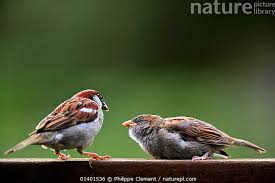 Attēlu rezultāti vaicājumam “Passer domesticus juvenile”