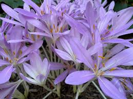 Attēlu rezultāti vaicājumam “Colchicum autumnale”