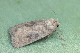 Attēlu rezultāti vaicājumam “Caradrina morpheus”