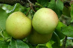 Attēlu rezultāti vaicājumam “Malus domestica”