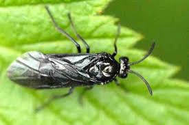 Attēlu rezultāti vaicājumam “Argidae”