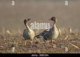 Attēlu rezultāti vaicājumam “Anser serrirostris adult”