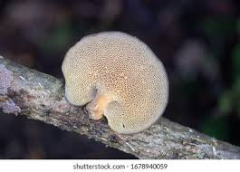 Attēlu rezultāti vaicājumam “Polyporus brumalis”