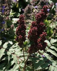 Attēlu rezultāti vaicājumam “Sorbaria sorbifolia bud”