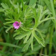 Attēlu rezultāti vaicājumam “Geranium dissectum fruit”