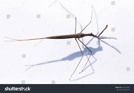 Attēlu rezultāti vaicājumam “Ranatra linearis”