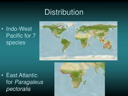 Image result for Paragaleus pectoralis