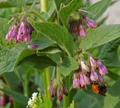 Image result for Symphytum officinale