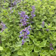 Attēlu rezultāti vaicājumam “Nepeta x faassenii”