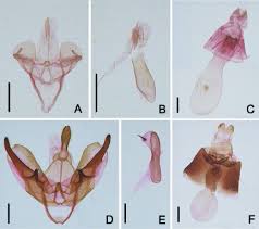 Attēlu rezultāti vaicājumam “Lithosia quadra male”