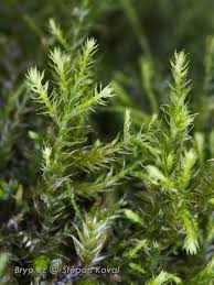 Attēlu rezultāti vaicājumam “Anomodon longifolius”