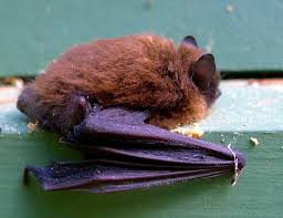 Attēlu rezultāti vaicājumam “Myotis sp.”