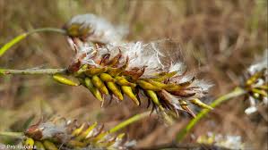 Attēlu rezultāti vaicājumam “Salix pentandra flower”