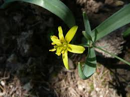 Attēlu rezultāti vaicājumam “Gagea lutea”