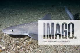 Image result for Mustelus asterias