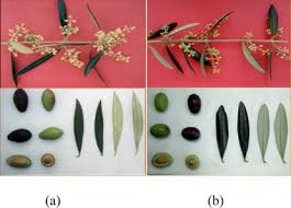 Attēlu rezultāti vaicājumam “Galega orientalis fruit”