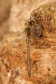 Attēlu rezultāti vaicājumam “Cordulia aenea”