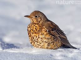 Attēlu rezultāti vaicājumam “Turdus viscivorus”