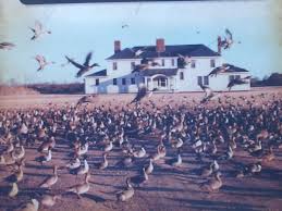 Image result for Property Gun and Punt Club