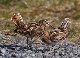 Attēlu rezultāti vaicājumam “Gallinago gallinago eggs”