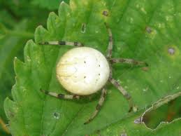 Attēlu rezultāti vaicājumam “Araneus quadratus”