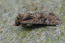 Attēlu rezultāti vaicājumam “Apamea sordens”