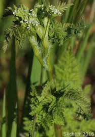 Attēlu rezultāti vaicājumam “Anthriscus”