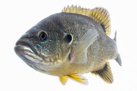 Image result for Lepomis cyanellus