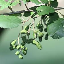 Attēlu rezultāti vaicājumam “Alnus glutinosa fruit”