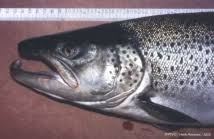 Image result for Salmo pellegrini