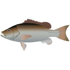 Image result for Lutjanus jocu