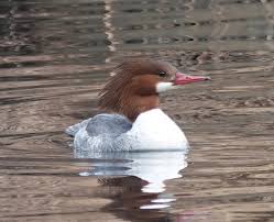 Attēlu rezultāti vaicājumam “Mergus merganser female”