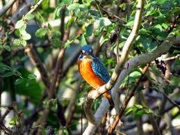 Attēlu rezultāti vaicājumam “Alcedo atthis”