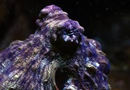 Image result for Octopus vulgaris