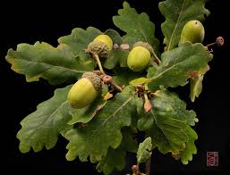 Attēlu rezultāti vaicājumam “Quercus robur fruit”