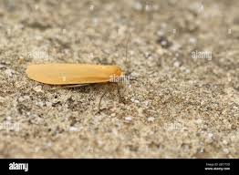 Attēlu rezultāti vaicājumam “Eilema sororcula”