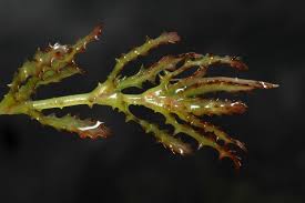 Attēlu rezultāti vaicājumam “Najas tenuissima leaf”