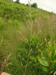 Attēlu rezultāti vaicājumam “Festuca rubra subsp. rubra fruit”