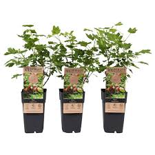 Attēlu rezultāti vaicājumam “Ribes uva-crispa fruit”