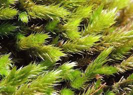 Attēlu rezultāti vaicājumam “Leucodon sciuroides”